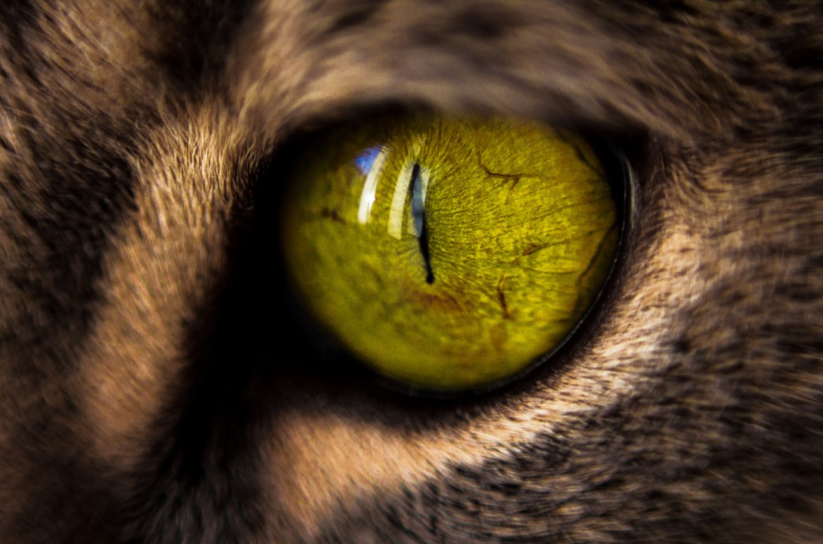 Kedilerde Göz Akıntısı