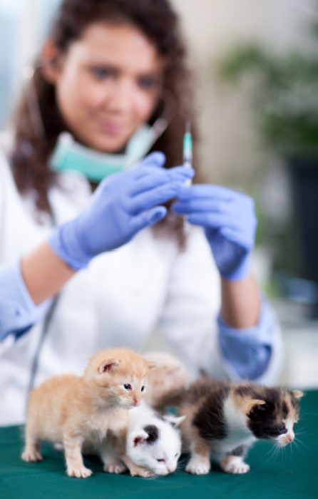 Yavru kediye ilk ne zaman aşı yapılır