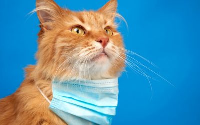 Kedi Gribi – Kedilerde Viral Üst Solunum Yolu Hastalıkları