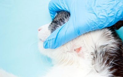 Kedilerde Mantar Hastalığı | Kedilerde Saçkıran | Detaylı Makale