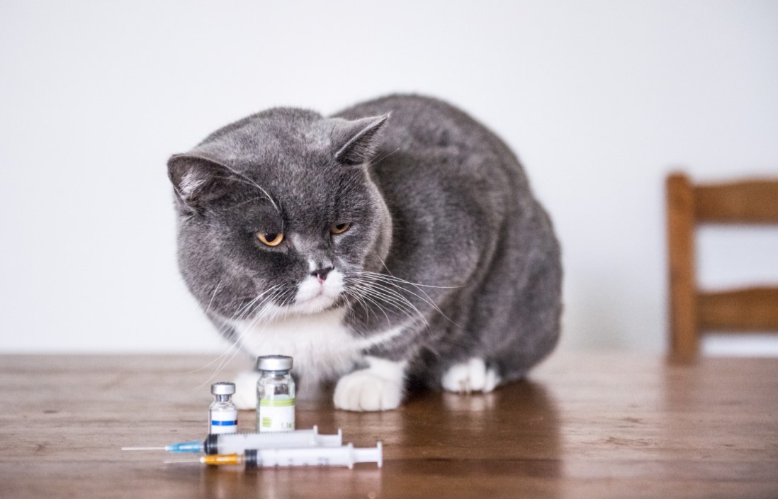 kediler neden titrer vetix veteriner klinigi