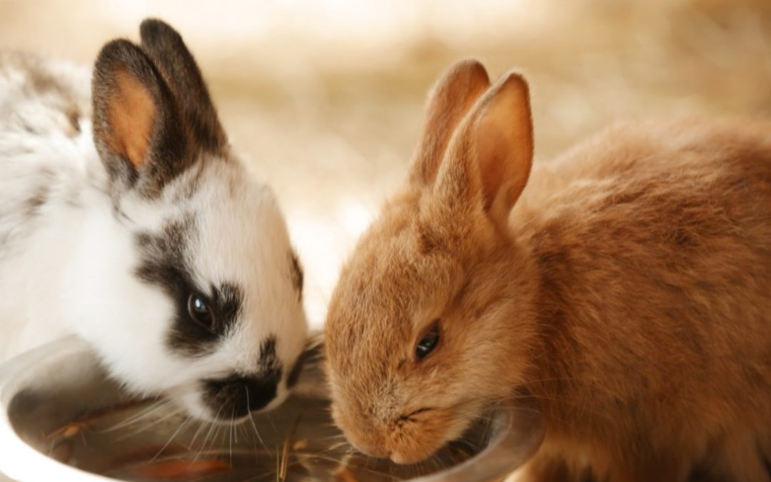 Tavşan Bakımı Rehberi | Beslenmesi | Tuvalet Eğitimi