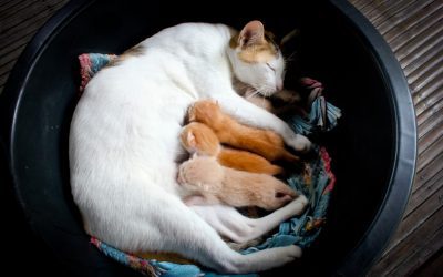 Kedilerde Hamilelik ve Doğum