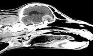 Köpek Beyin Röntgen Tümör