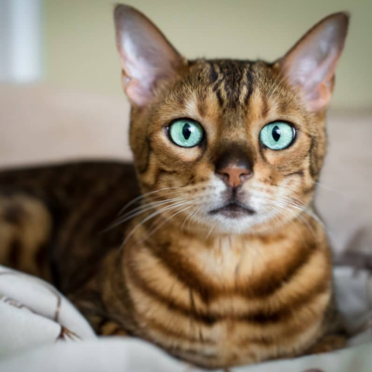 Bengal Kedisi