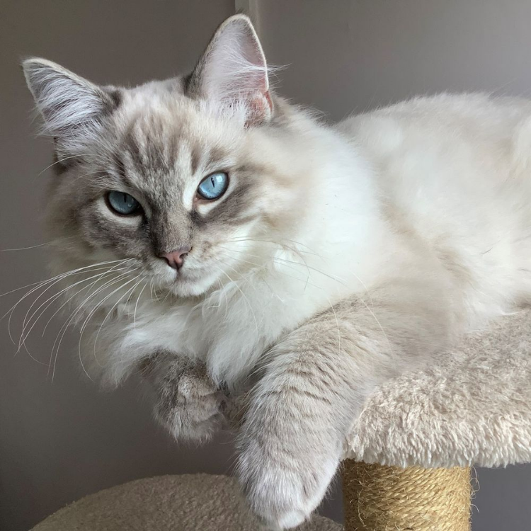 Ragdoll