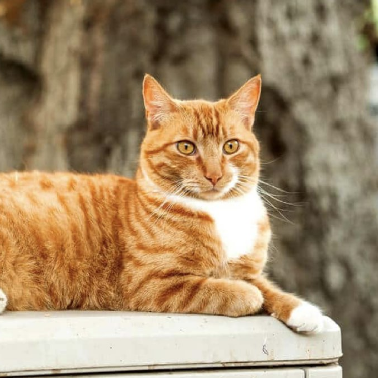 Sarman Kedi