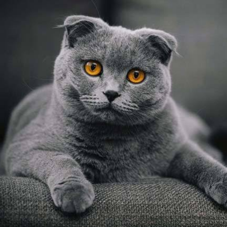 Scottish Fold